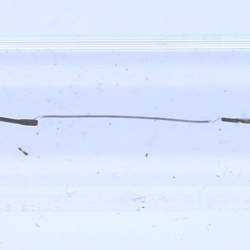 Signaallamp Soffit S8.5 24V 5W 200Ma xenon T10x44